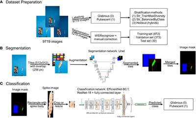 Image-based classification of wheat spikes by glume pubescence using convolutional neural networks